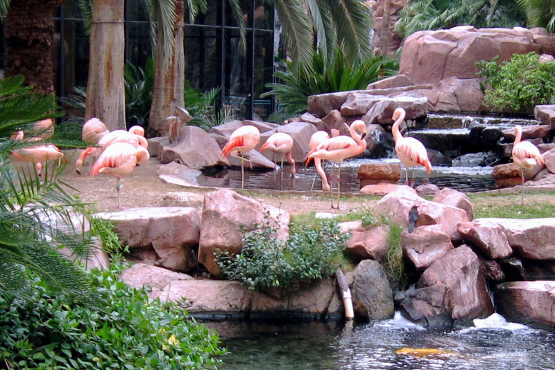 Flamingo Wildlife Habitat with ponds